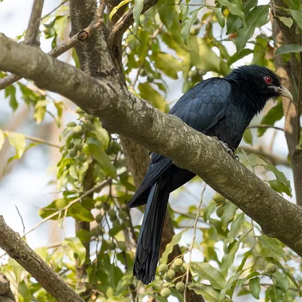 Asian Koel, large cuckoo, male glossy black, female brown-spotted, red eyes.