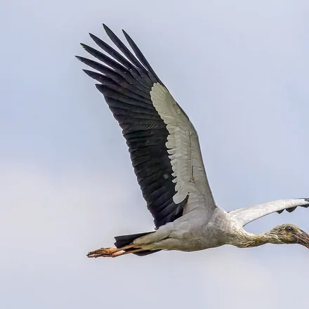 Asian Openbill, greyish-white stork, dark flight feathers, gap in the closed bill, photographed in Cambodia.