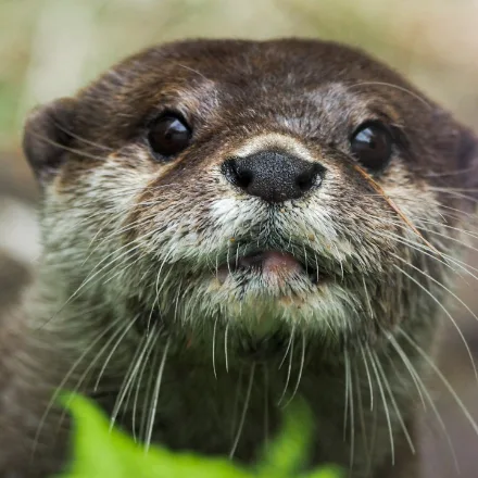 Asian Small-clawed Otter, small otter, pale throat, dexterous paws with tiny claws, sociable groups.