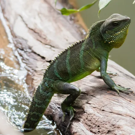 Asian Water Dragon, green body, saw-toothed dorsal crest, powerful tail, males with larger jowls.