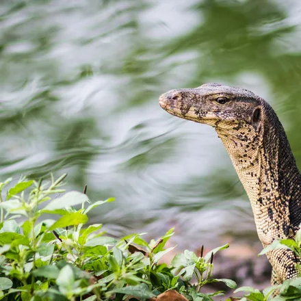 Asian water monitor raising its head beside water