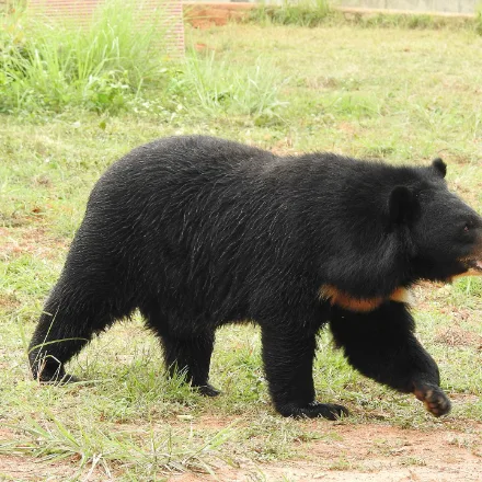 Asiatic Black Bear, black bear with broad V shaped cream chest mark, neck ruff.