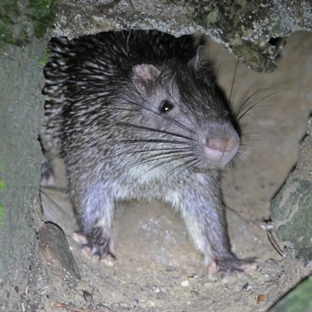 Asiatic Brush-tailed Porcupine, slender brown porcupine, flattened spines, long tail with white bristle tuft.