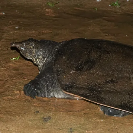 Asiatic Softshell Turtle, flat leathery olive-grey shell with no scutes, long neck, tubular snorkel-like snout.