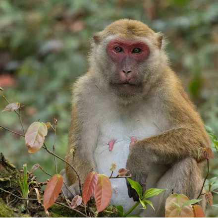 Assamese Macaque, stocky, yellow-grey to brown, dark face, medium-length tail, pale belly.