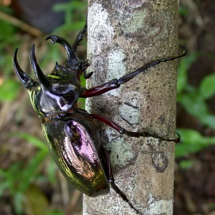 Atlas Beetle, large metallic blue-black beetle, male with three long horns