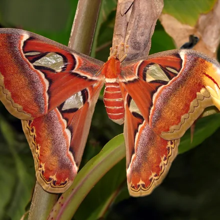 Atlas moth with wings spread, showing the cobra-head wingtips