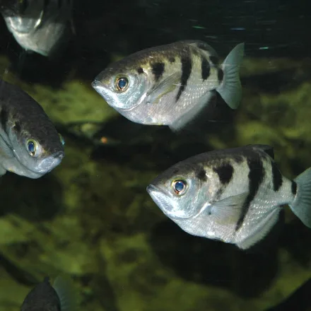 Banded Archerfish, silver, deep-bodied, four to six black wedge-shaped bars, flat-topped head, upturned mouth.