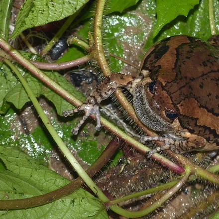 Banded Bullfrog, plump rounded body, dark brown with copper side stripes, short limbs.