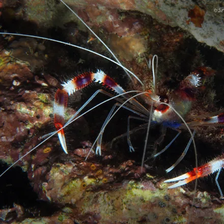 Banded Coral Shrimp, red-and-white banded body and legs, very long white antennae, slender claws.
