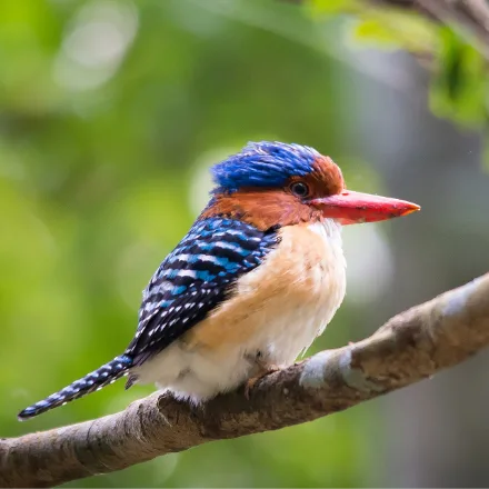 Banded Kingfisher, forest kingfisher, red bill, blue-and-black bars in the male, rufous bars in the female.