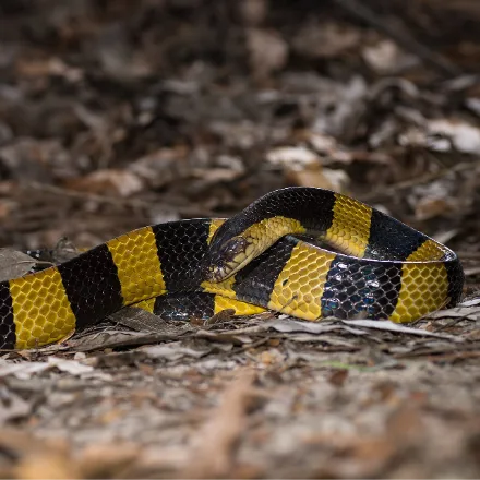 Banded Krait, triangular in cross section, alternating black and yellow bands, blunt tail.