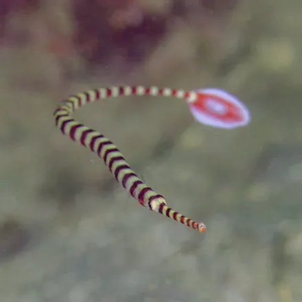 Ringed Pipefish