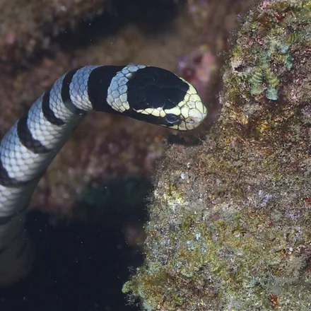 Banded sea krait swimming over reef