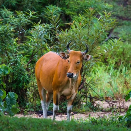 Banteng, wild ox, white rump patch and lower legs, bulls blackish, cows chestnut.