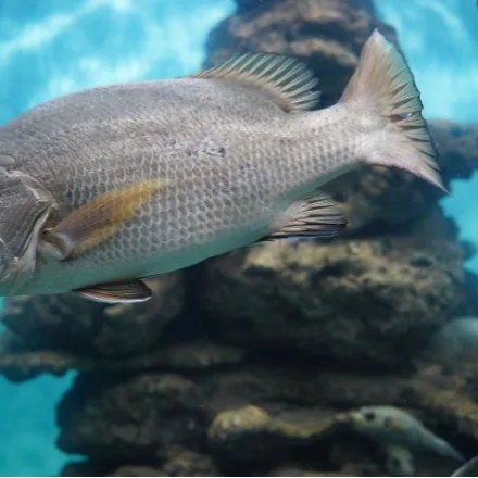 Barramundi, silver deep-bodied fish with a sloping forehead, large mouth and pale pink eye