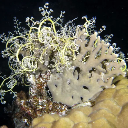 Basket Star
