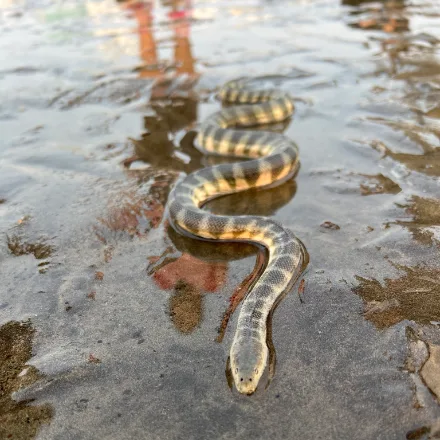 Beaked Sea Snake, grey-green sea snake with a hooked downturned snout, flattened paddle tail, pale belly