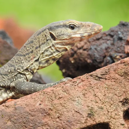 Bengal Monitor, grey-brown monitor with fine pale speckling, banded tail, nostril nearer the snout tip than the eye.