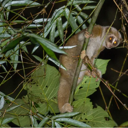 Bengal Slow Loris, round head, enormous eyes, no visible tail, very slow mover.