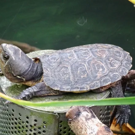 Big-headed Turtle, flat shell, huge non-retractable armoured head, hooked beak, very long tail.