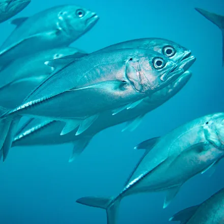 Bigeye Trevally