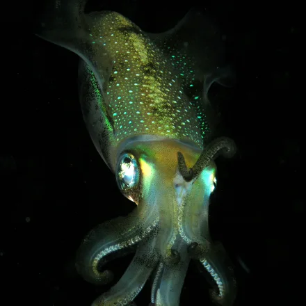 Bigfin Reef Squid, torpedo body with broad fins along nearly the whole mantle, large eyes, rapid colour changes.