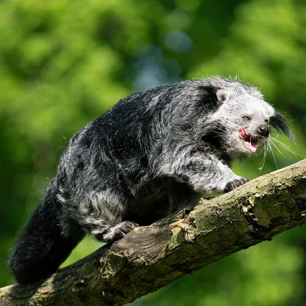 Binturong, or bearcat, walking along a branch