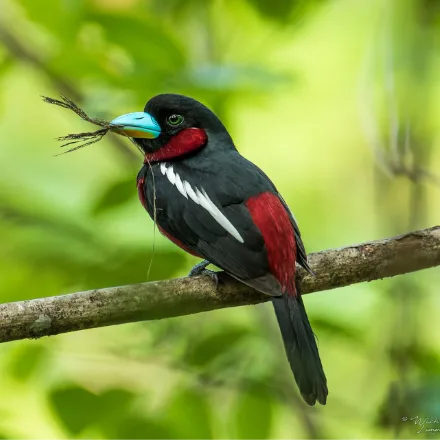 Black-and-red Broadbill, black upperparts, crimson underparts, broad turquoise-and-yellow bill.