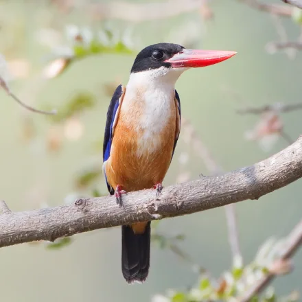 Black-capped Kingfisher, black cap, white collar and throat, purple-blue back, large red bill.