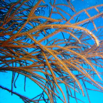 Black Coral