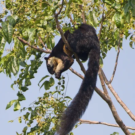 Black giant squirrel in the forest canopy