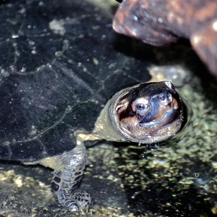 Black Marsh Turtle, almost entirely black turtle with pale head blotches and a thick neck.