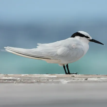 Black-naped Tern, very pale tern with a black band from eye to eye across the nape, black bill, forked tail