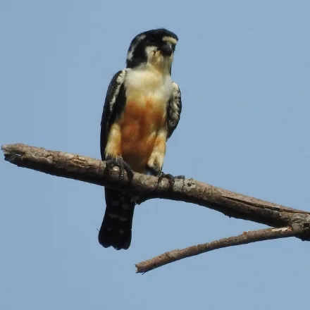 Black-thighed Falconet, tiny falcon, black above and white below, rufous flanks, white face with black mask.