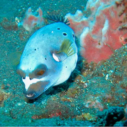 Blackspotted Puffer, rounded dog-faced puffer, small black spots, grey to yellow colour forms.