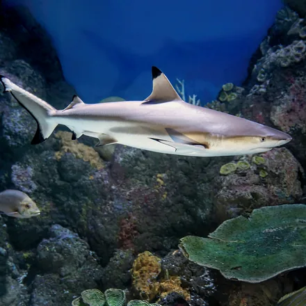 Blacktip reef shark over a shallow reef