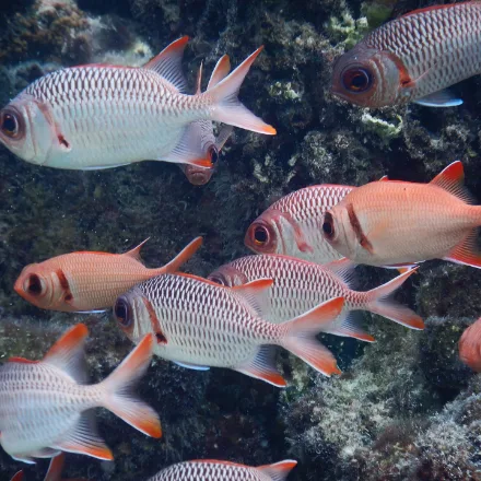 Blotcheye Soldierfish