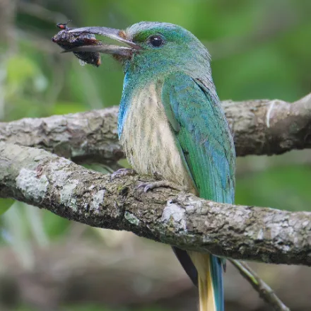 Blue-bearded Bee-eater, large green bee-eater, loose blue throat feathers forming a beard, heavy bill.