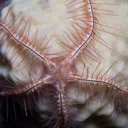 Blue Brittle Star