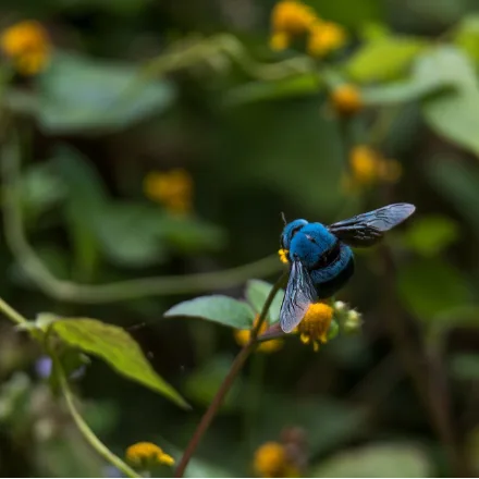 Blue Carpenter Bee, large bee covered in powder-blue fuzz, loud low buzz.