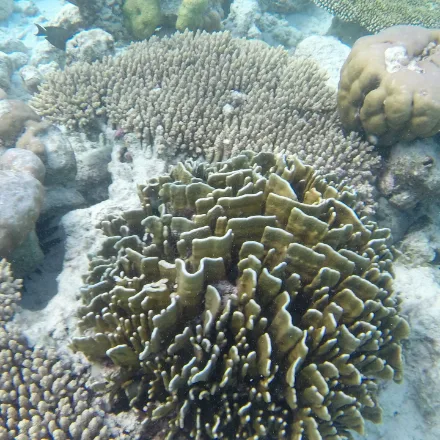 Blue Coral, brown-grey plates or blunt columns; skeleton beneath is distinctly blue.