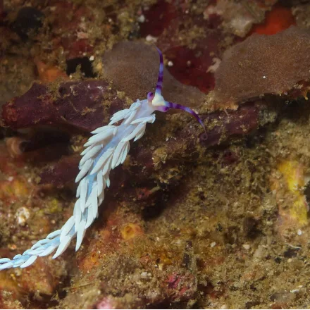 Blue Dragon Nudibranch