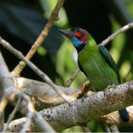 Blue-eared Barbet, small green barbet with a blue face and black and red head markings, monotonous call.