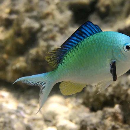 Blue-green Chromis, tiny iridescent blue-green fish, hovering shoals above branching coral.