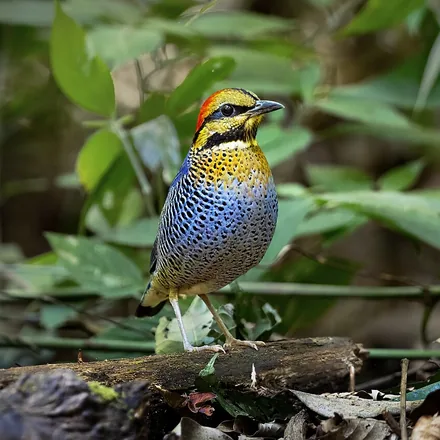 Blue pitta on the forest floor