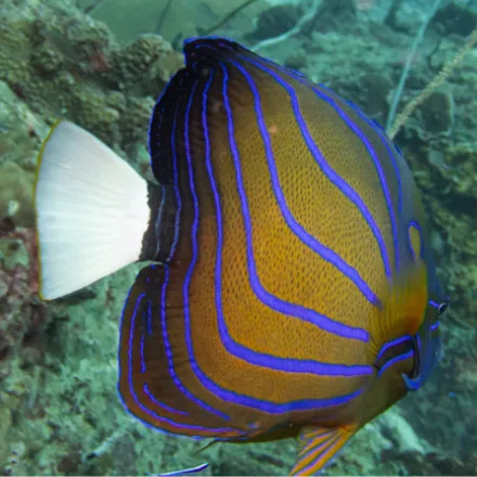 Blue-ringed Angelfish