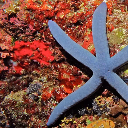 Blue Sea Star, deep blue five-armed star, smooth rounded arms, sometimes purple or orange.