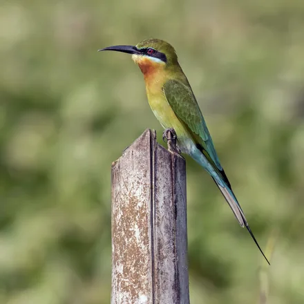 Blue-tailed Bee-eater, slim green bee-eater, chestnut throat, blue tail with long central streamers.
