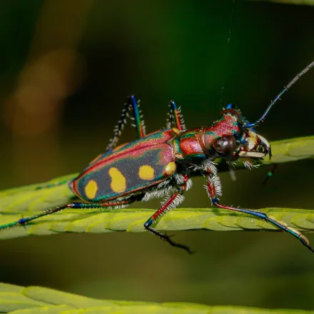 Blue-spotted Tiger Beetle, metallic green-bronze beetle with three large cream-blue spots on each elytron, long legs, huge jaws.